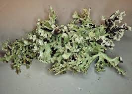 Attēlu rezultāti vaicājumam “Hypogymnia vittata”