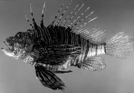 Image result for Pterois miles