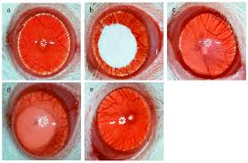 Attēlu rezultāti vaicājumam “Diderma effusum macro”