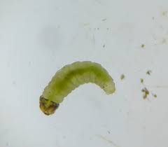 Attēlu rezultāti vaicājumam “Phronia sp. larva”