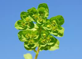 Attēlu rezultāti vaicājumam “Euphorbia helioscopia”