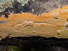 Attēlu rezultāti vaicājumam “Sarcoporia polyspora”