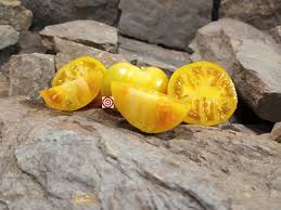 Afbeeldingsresultaat voor stump of the world tomato