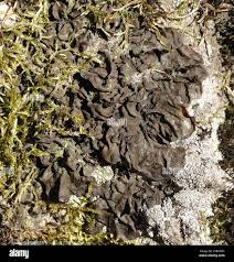 Attēlu rezultāti vaicājumam “Collema flaccidum”