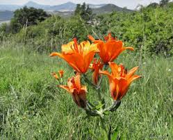 Attēlu rezultāti vaicājumam “Laserpitium pruthenicum”