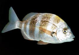 Image result for Diplodus