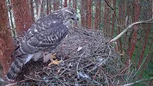Attēlu rezultāti vaicājumam “Accipiter gentilis nest”