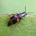 Attēlu rezultāti vaicājumam “Anthocomus fasciatus”