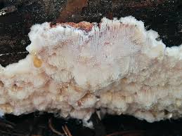 Attēlu rezultāti vaicājumam “Sarcoporia polyspora”