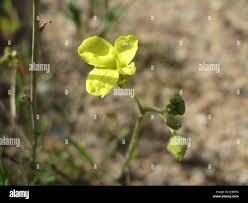 Attēlu rezultāti vaicājumam “Diplotaxis tenuifolia fruit”