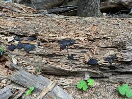 Attēlu rezultāti vaicājumam “Tubifera montana young”