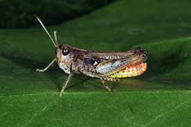 Attēlu rezultāti vaicājumam “Myrmeleotettix maculatus”