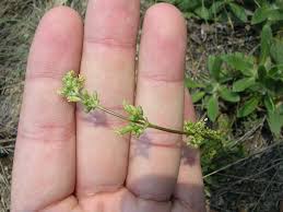Attēlu rezultāti vaicājumam “Silene otites fruit”