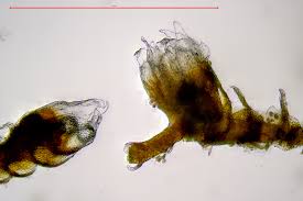 Attēlu rezultāti vaicājumam “Cephaloziella hampeana”