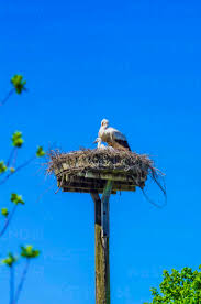 Attēlu rezultāti vaicājumam “Ciconia ciconia nest”
