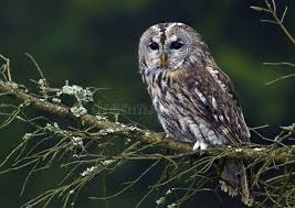 Image result for Strix aluco