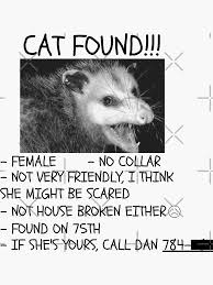 Image result for cat found