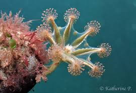 Attēlu rezultāti vaicājumam “Cribraria tenella stalked”