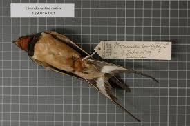 Attēlu rezultāti vaicājumam “Hirundinidae”