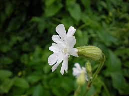 Attēlu rezultāti vaicājumam “Silene latifolia subsp. alba flower”