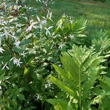 Attēlu rezultāti vaicājumam “Gillenia trifoliata flower”