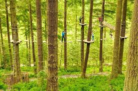 Image result for Go Ape! Whinlatter