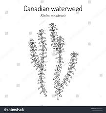 Attēlu rezultāti vaicājumam “Elodea canadensis leaf”