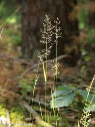 Attēlu rezultāti vaicājumam “Agrostis capillaris”