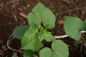 Attēlu rezultāti vaicājumam “Fagopyrum esculentum leaf”