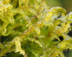 Attēlu rezultāti vaicājumam “Hamatocaulis vernicosus”