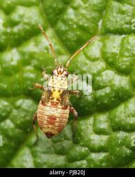 Attēlu rezultāti vaicājumam “Rhabdomiris striatellus”