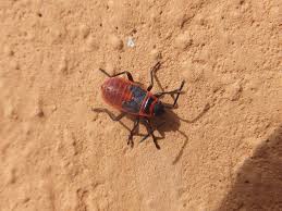 Attēlu rezultāti vaicājumam “Pyrrhocoris apterus nymph”