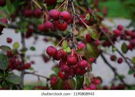 Attēlu rezultāti vaicājumam “Malus prunifolia”