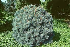 Attēlu rezultāti vaicājumam “Pinus pumila”