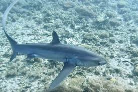 Image result for Alopias pelagicus