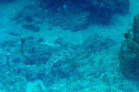 Image result for Pseudobatos lentiginosus