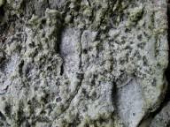 Attēlu rezultāti vaicājumam “Arthonia leucopellaea”