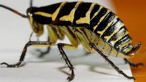 Attēlu rezultāti vaicājumam “Comatricha pulchella macro”