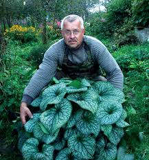 Attēlu rezultāti vaicājumam “Brunnera macrophylla”