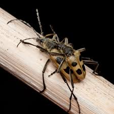 Attēlu rezultāti vaicājumam “Pachyta quadrimaculata”