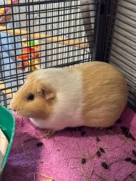 Bildresultat för pigs