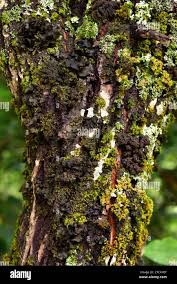 Attēlu rezultāti vaicājumam “Leptogium saturninum”