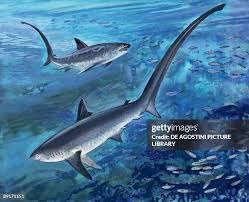 Image result for Alopias vulpinus