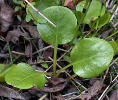 Attēlu rezultāti vaicājumam “Pyrola minor leaf”
