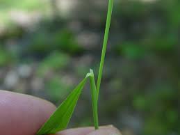 Attēlu rezultāti vaicājumam “Calamagrostis canescens leaf”