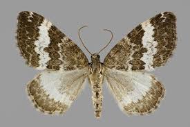 Attēlu rezultāti vaicājumam “Perizoma affinitata”