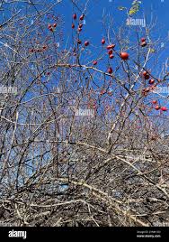 Attēlu rezultāti vaicājumam “Rosa glabrifolia”