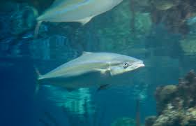 Image result for Elagatis bipinnulata