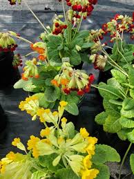 Image result for Primula veris