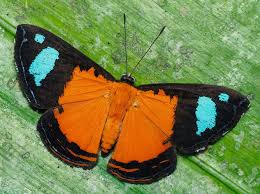 Attēlu rezultāti vaicājumam “Lepidoptera”